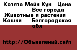 Котята Мейн Кун › Цена ­ 15 000 - Все города Животные и растения » Кошки   . Белгородская обл.